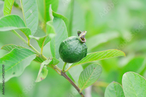 guava tree, MYRTACEAE or Psidium guajava Linn