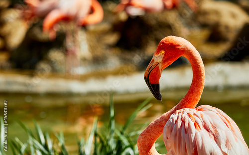 A close up profile of a Flamingo © Pamela Au