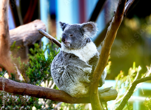 Photography A Koala Bear in a tree