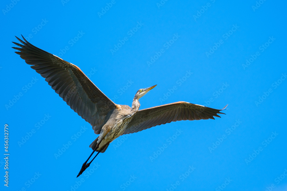 Obraz premium Heron in flight
