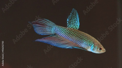 Wild betta fish betta smaragdina siamese fighting fish in tank aquarium black background