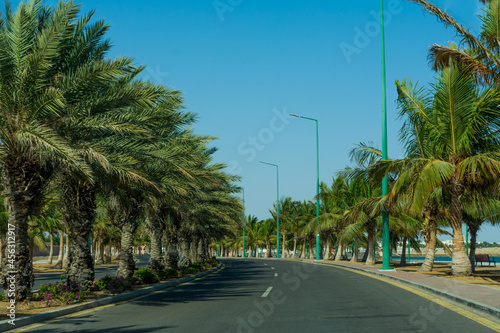 curved road With clear sky and dates palm tree fence