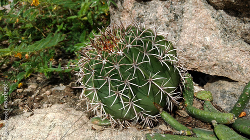 Cacto redondo cabeça de frade na pedra photo