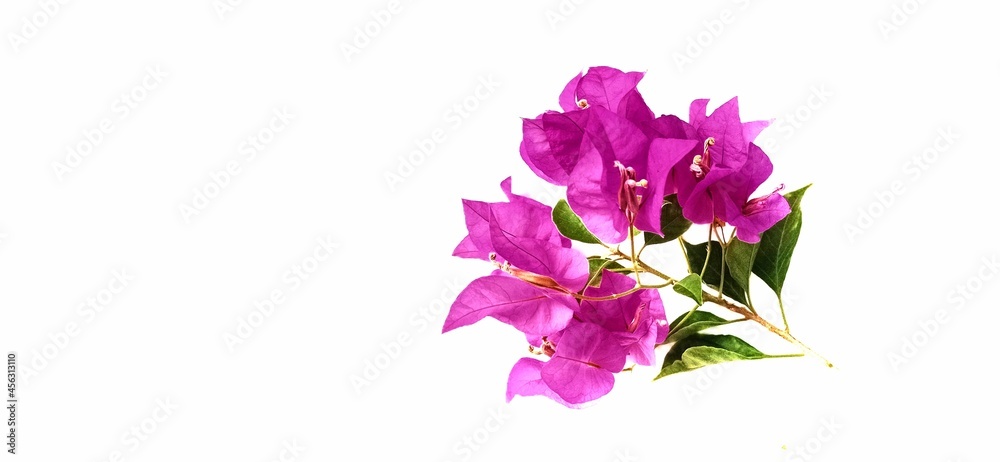 Fototapeta premium bouquet of flowers