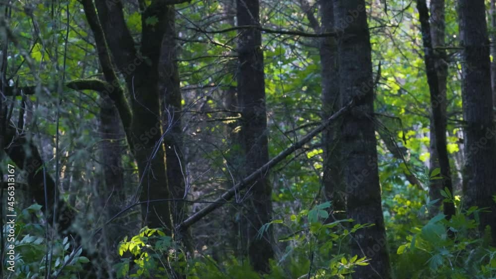 sunlight shining through the trees in a lush forest sunlight shining through the trees in a lush forest
