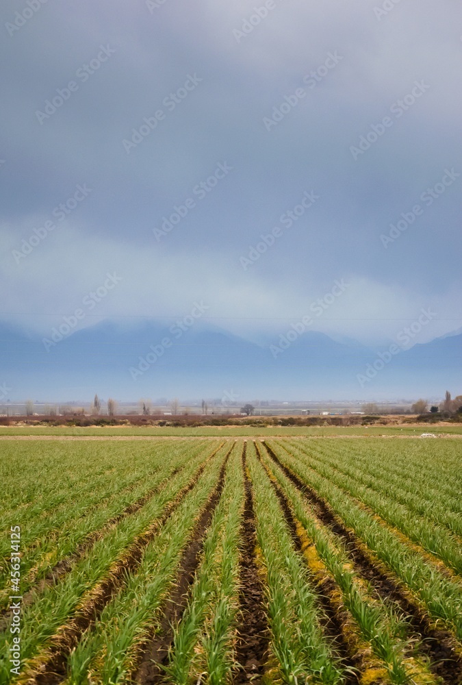 Rows of onion plants in a farm in Tupuntago, Mendoza, Argentina.