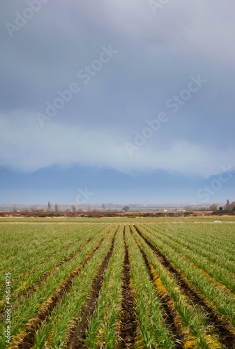 Rows of onion plants in a farm in Tupuntago  Mendoza  Argentina.