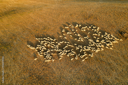 Beautiful idyllic late summer landscape of Toscana with sheep and fields. Sunny evening or morning in Italy. Sheep farm in Tuscany photographed with a drone 