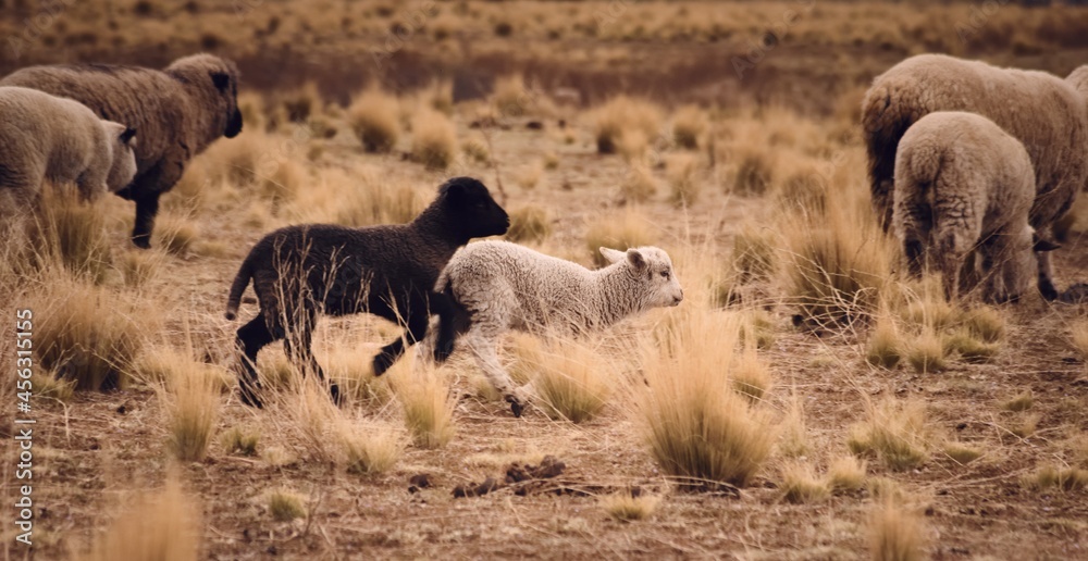 Fototapeta premium Sheep grazing in a dry grassland in Tupungato, Mendoza, Argentina.