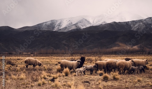 Sheep herd grazing by the snowy Andes mountains in Tupungato, Mendoza, Argentina, in a dark cloudy day.