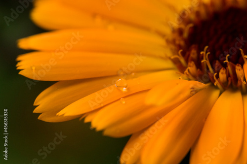 Closeup of a Calendula flower