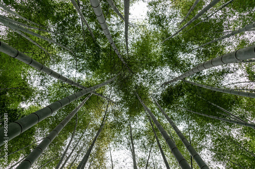 Look up at the tall bamboo in the bamboo forest