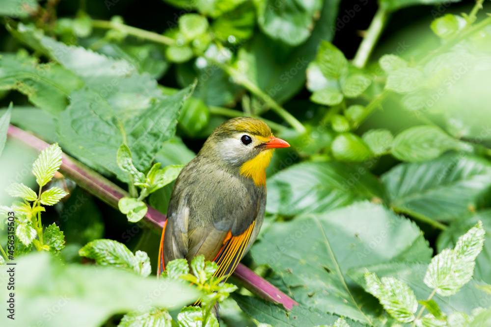 Closeup of a Red-billed leiothrix Closeup of a Red-billed leiothrix