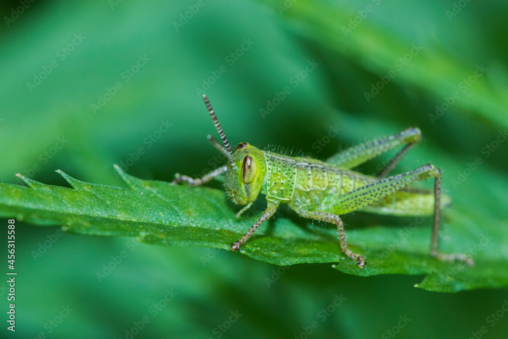 Fototapeta premium A grasshopper sitting in leaves