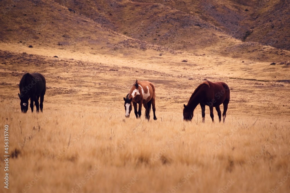 Horses grazing in a dry grassland in Valle de Uco, Mendoza, Argentina, in a dark cloudy day.