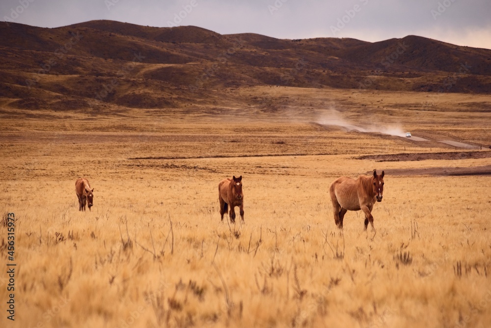 Free roaming horses walking across a dry, cold grassland in Valle de Uco, Mendoza, Argentina.