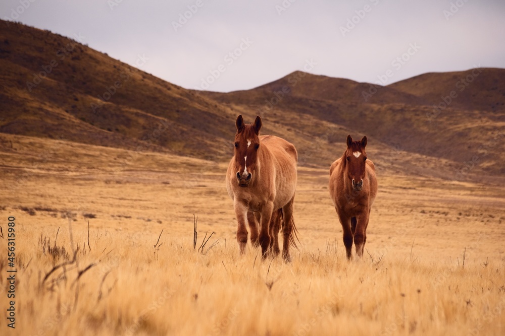 Free roaming horses walking across a dry, cold grassland in Valle de Uco, Mendoza, Argentina.