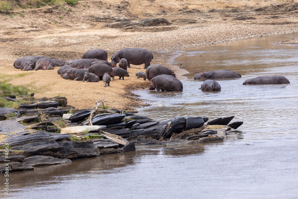 Fototapeta premium Eine Flusspferdherde mit diesjährigem Nachwuchs im und am Ufer des Flusses Mara