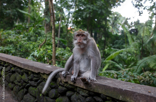 a close-up of a monkey staring at the camera in a tropical monkey forest © Passing  Traveler