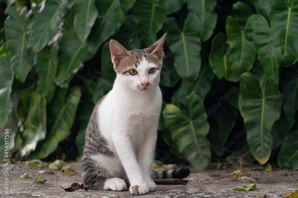 Little white cat with black and gray camouflage. Sit on center of cement floor with big green leaves in the background. Little white cat with black and gray camouflage. Sit on center of cement floor with big green leaves in the background.
