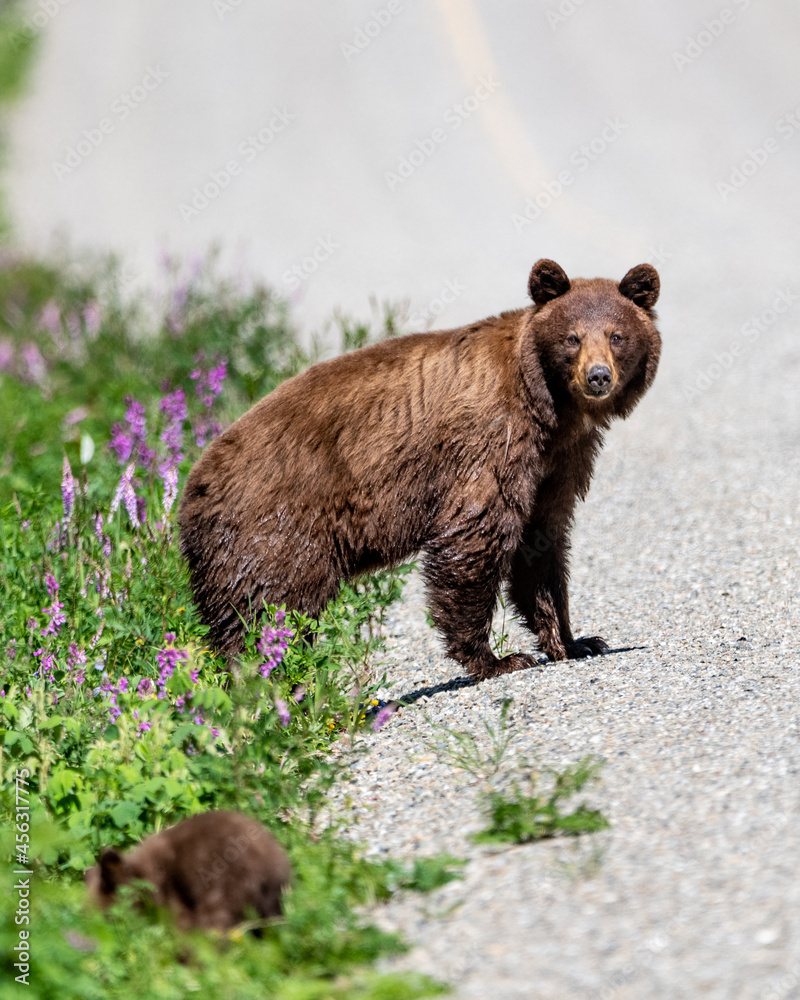 Momma bear with cub, baby seen in Yukon Territory during summer time with purple flowers and greenery surrounding road, highway. Momma bear with cub, baby seen in Yukon Territory during summer time with purple flowers and greenery surrounding road, highway.