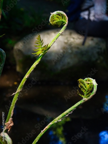 Fiddleheads
