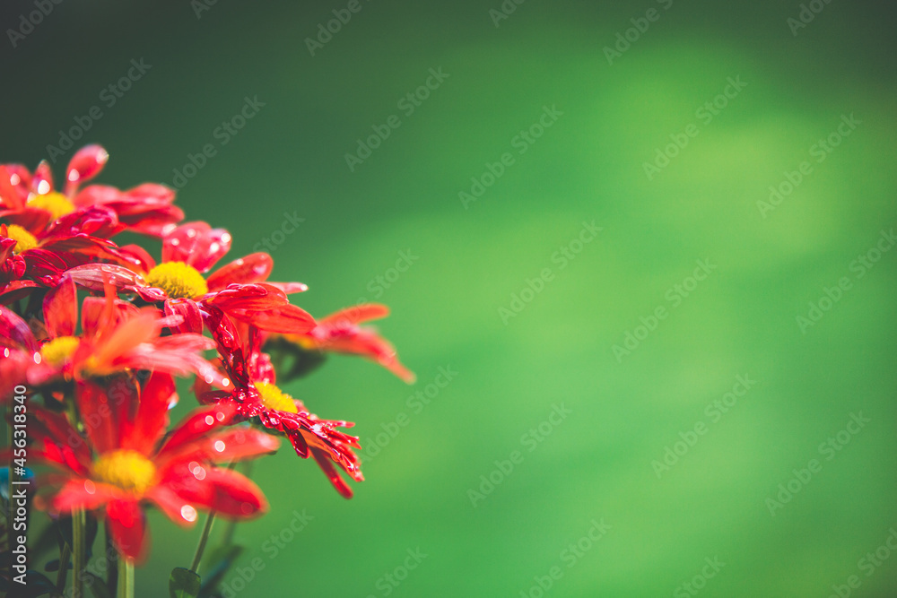 red flower with raindrops on green background red flower with raindrops on green background