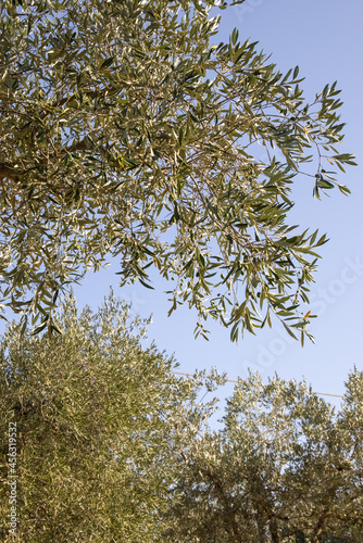 Branches of olive tree. Beautiful summer landscape of Toscana  Italy with olive trees. Sunny summer or spring day in Italy. Vacation mood.