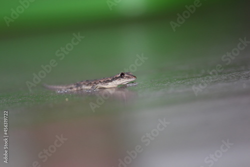 gecko on flat surface