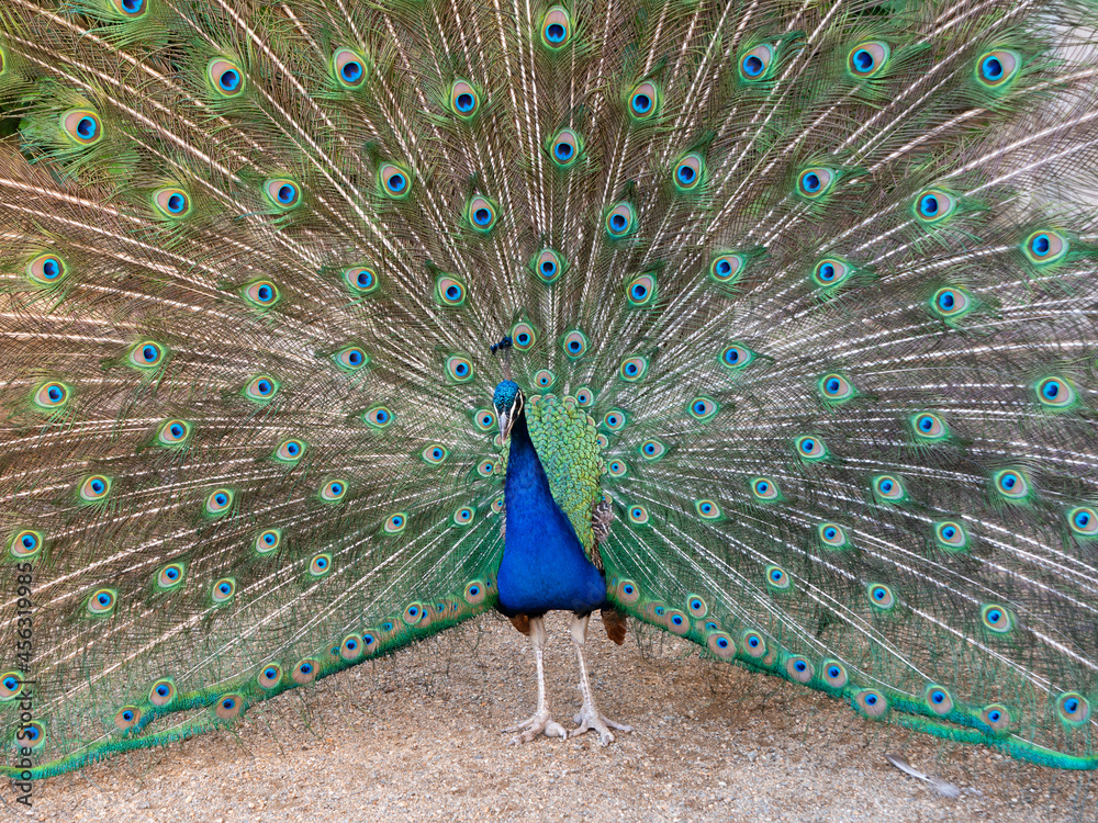 Obraz premium Peacock with Colorful Feathers in Wallenstein Garden or Valdstejnska Zahrada in Prague, Czech Republic