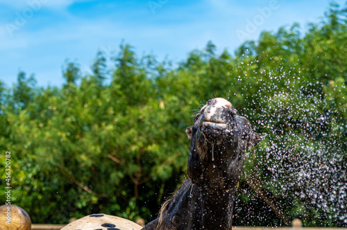 水浴びをする馬　シャワー　