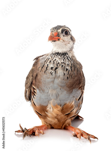 Fotomurale Red-legged partridge