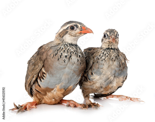 Red-legged partridges