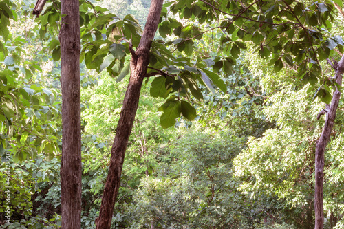 Green teak leaves in the rainy season forest backdrop