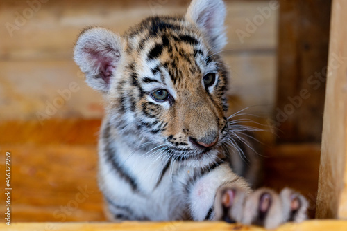 Fototapeta Naklejka Na Ścianę i Meble -  portrait of a little tiger cub. Year of the tiger. High quality photo