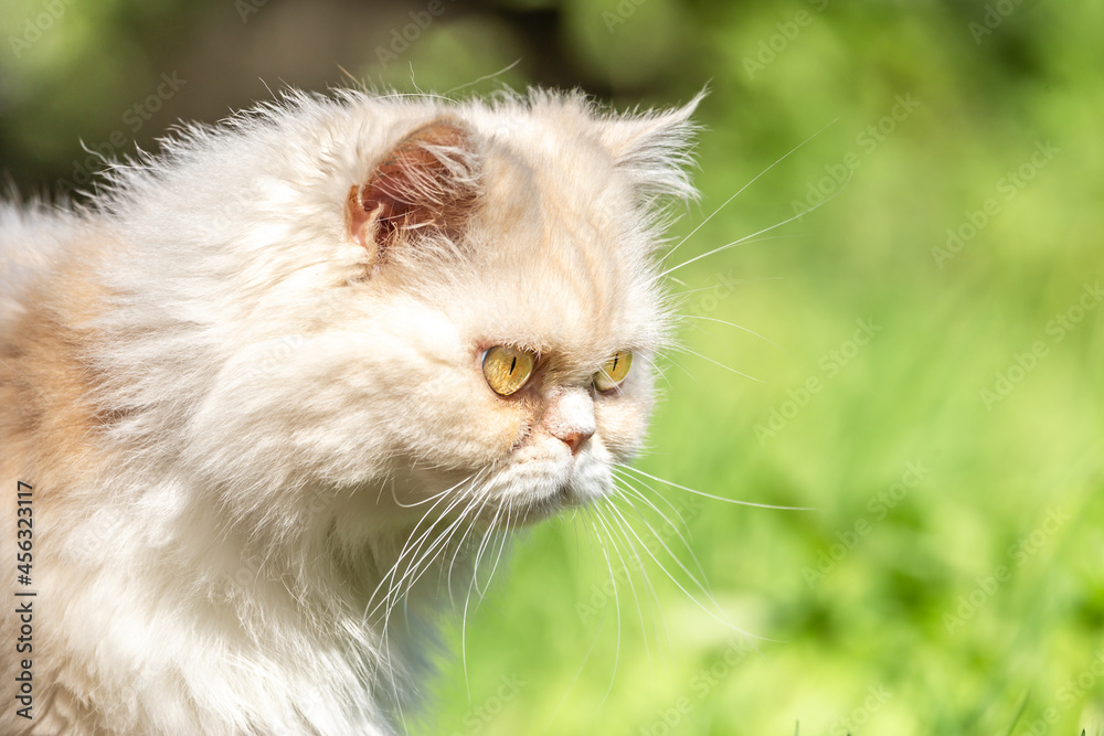 Portrait of a persian exotic longhair cat outdoor