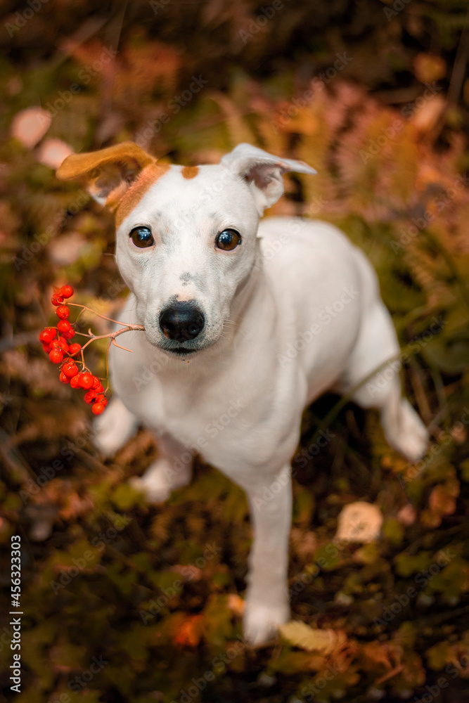 A cute dog holds a rowan branch in his teeth. Autumn portrait jack russell 
terrier, parson russell terrier