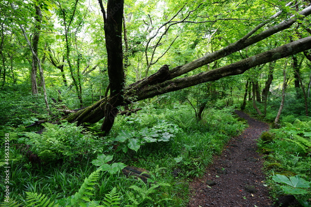 a refreshing spring forest with a path a refreshing spring forest with a path