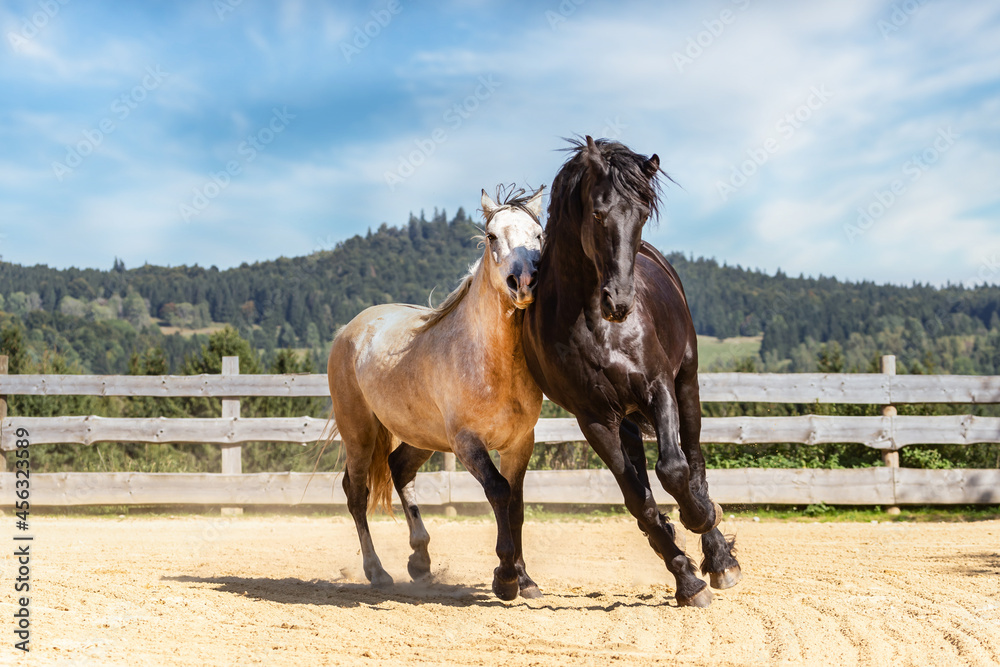 Two horses playing on an outdoor riding arena Two horses playing on an outdoor riding arena