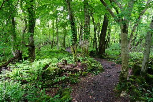 a refreshing spring forest with a path