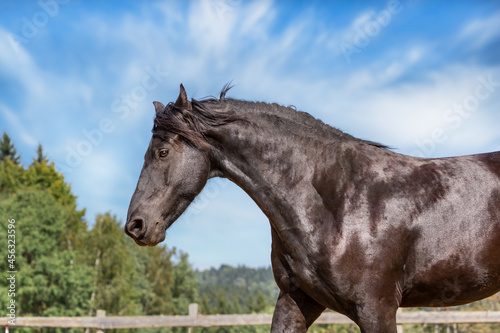 Portrait of an elegant fresian horse outdoors