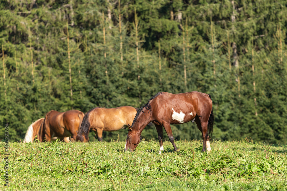 Portrait of a brown pinto horse grazing on a pasture Portrait of a brown pinto horse grazing on a pasture