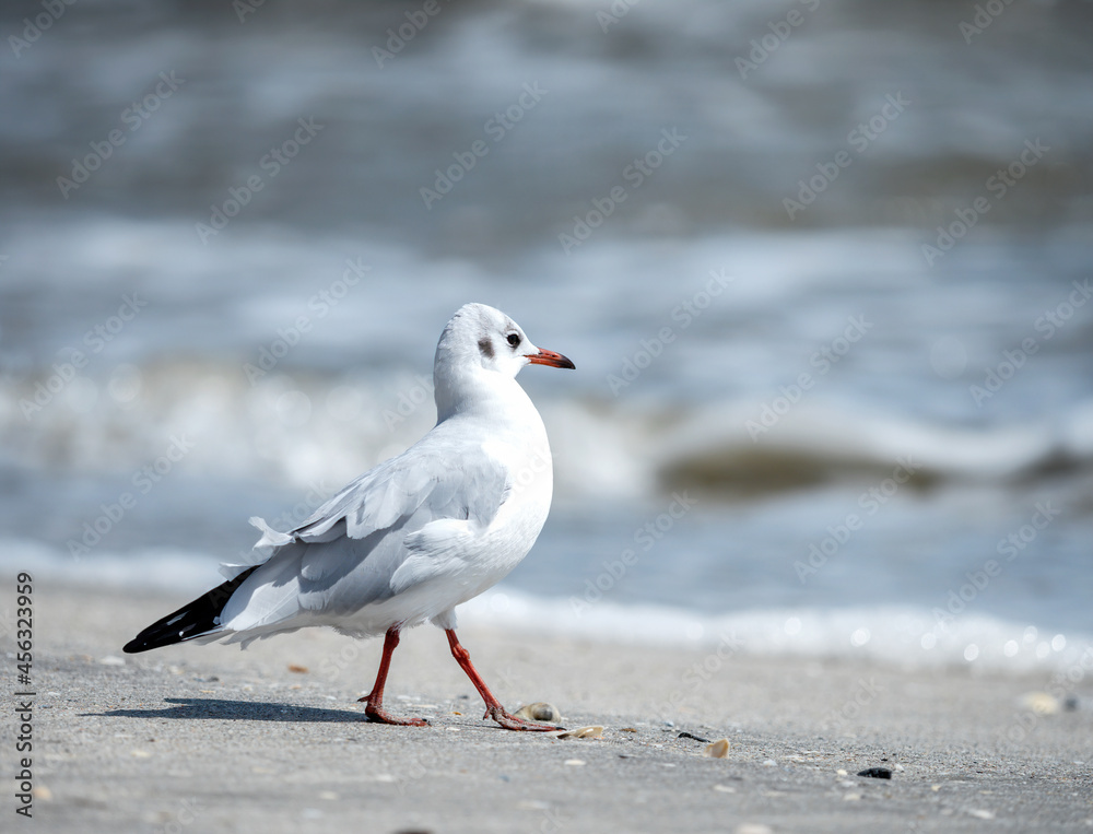 happy gull walking on the beach happy gull walking on the beach