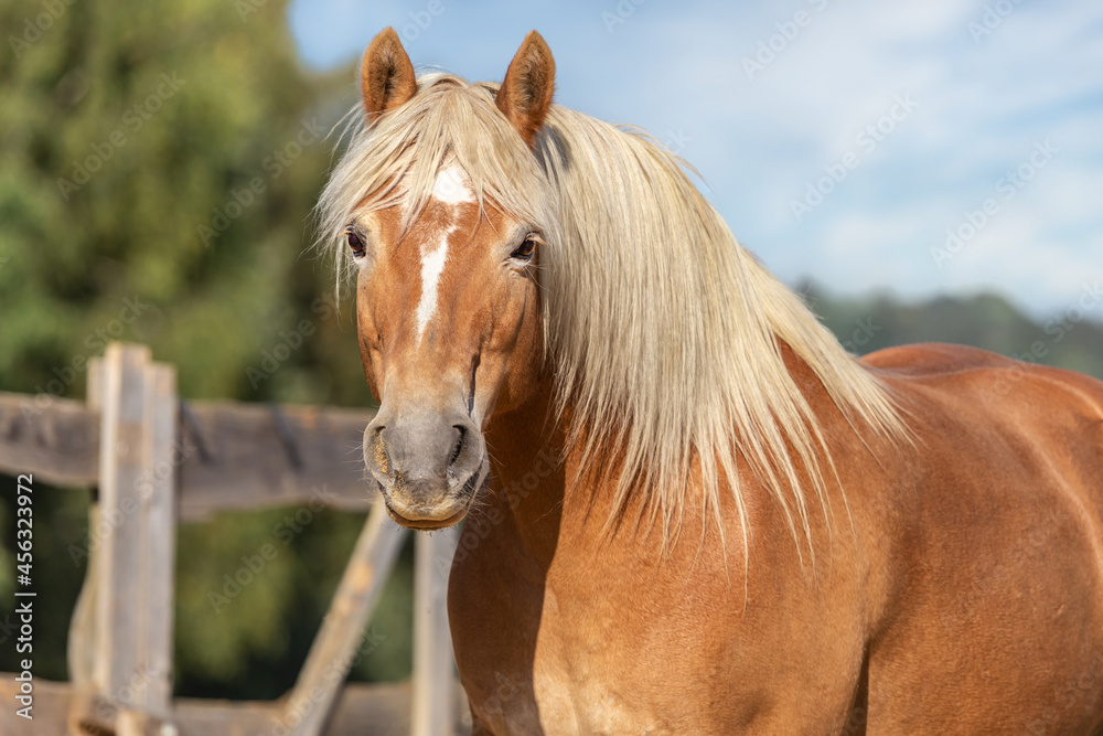 Obraz premium Portrait of a beautiful haflinger horse outdoors