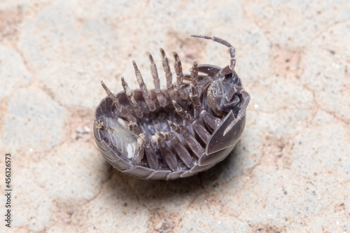 Roly poly bug  Armadillidium vulgare  trying to get on his feet again. High quality photo