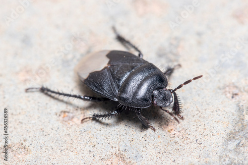  Burrowing bug, Cydnus aterrimus, walking on a concrete floor. High quality photo