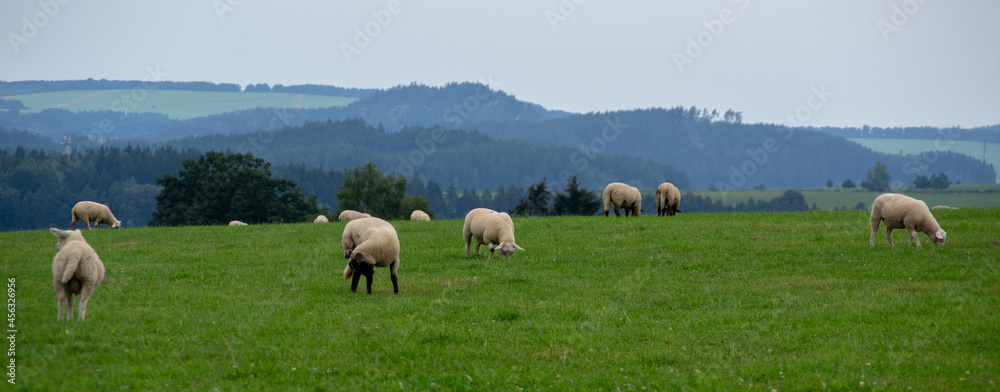 Obraz premium Wypas owiec