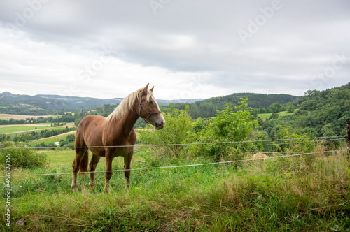 Konie © Rafal Lechowicz