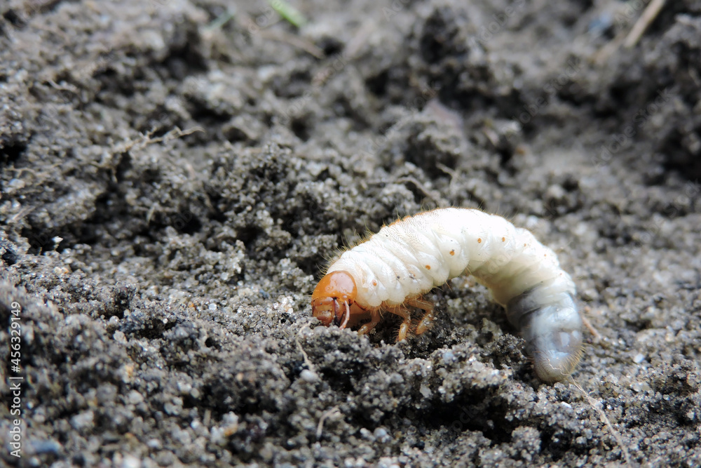 A close-up of a white fat grub with an orange head and six orange legs dug out from the ground A close-up of a white fat grub with an orange head and six orange legs dug out from the ground