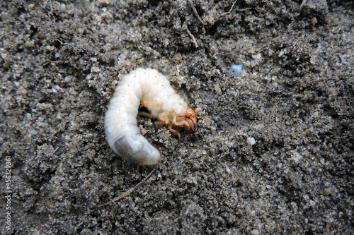 Bilde på lerret A close-up of a white fat grub with an orange head and six orange legs dug out f